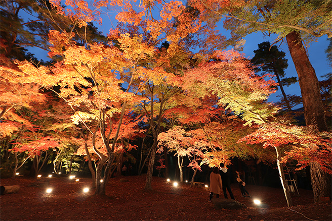 関東ドライブ 走る 鮮やかな秋を満喫するおすすめスポット5選 教えて おとなの自動車保険